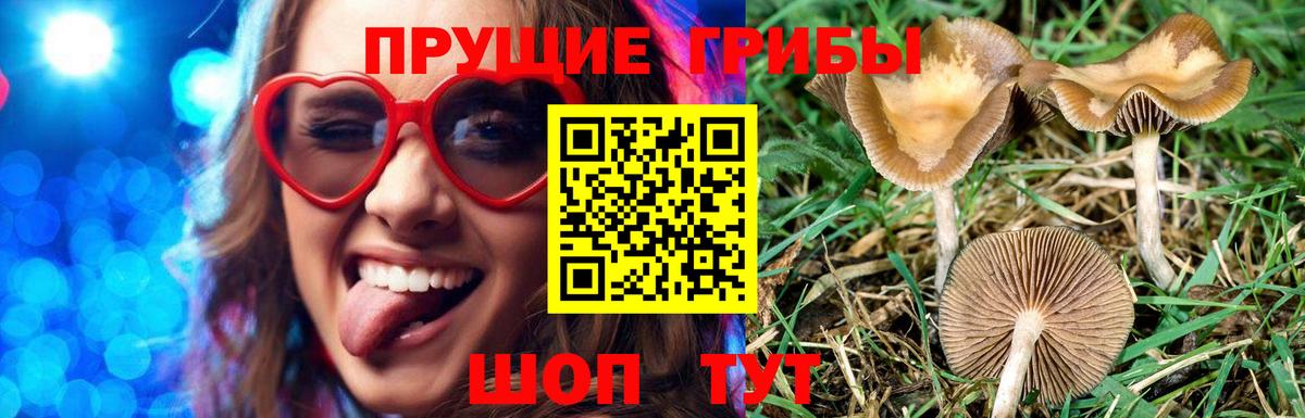 Псилоцибиновые грибы MAGIC MUSHROOMS  Вход с VPN  Галлюциногенные грибы Psilocybine cubensis  закладки  Сызрань 